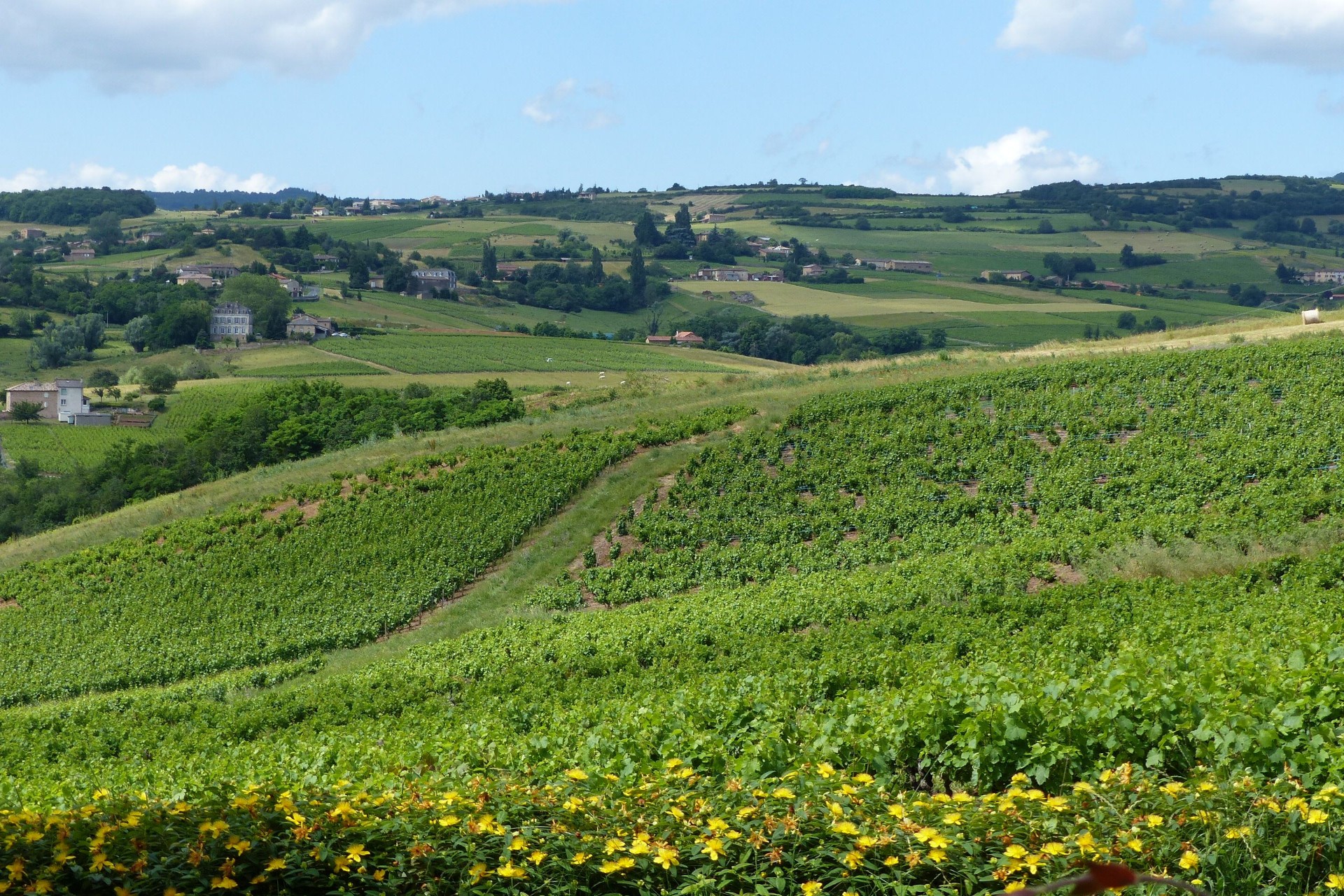 Vignobles du Beaujolais